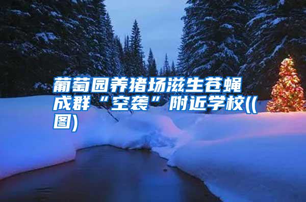 葡萄園養(yǎng)豬場(chǎng)滋生蒼蠅 成群“空襲”附近學(xué)校((圖)