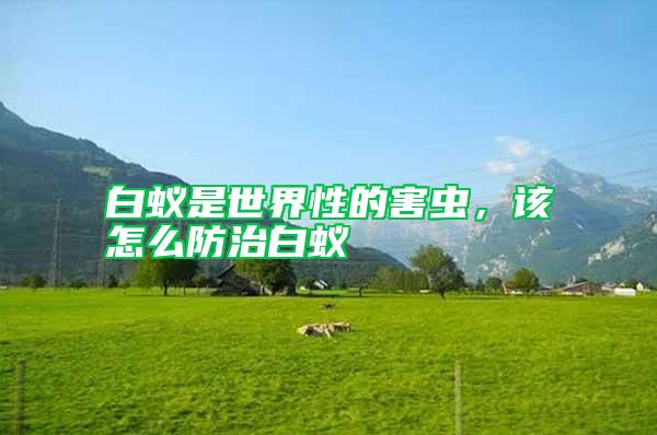 白蟻是世界性的害蟲，該怎么防治白蟻