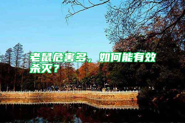 老鼠危害多，如何能有效殺滅？