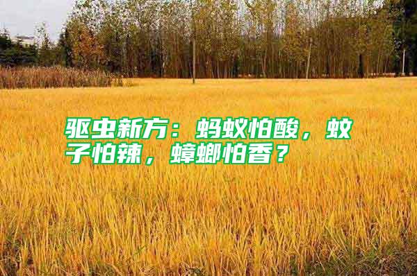 驅蟲新方：螞蟻怕酸，蚊子怕辣，蟑螂怕香？