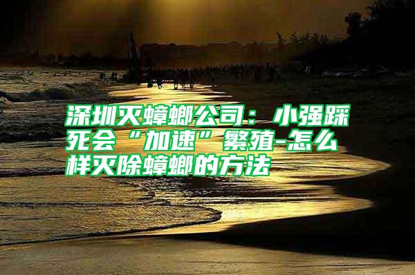 深圳滅蟑螂公司：小強(qiáng)踩死會(huì)“加速”繁殖-怎么樣滅除蟑螂的方法