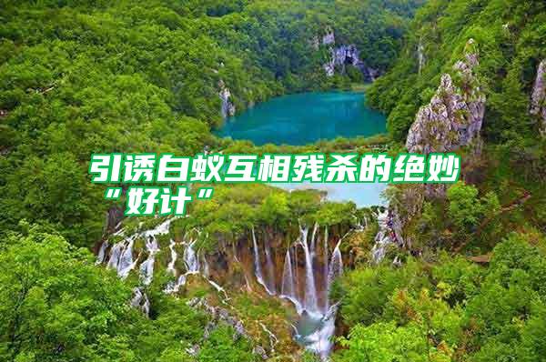 引誘白蟻互相殘殺的絕妙“好計(jì)”