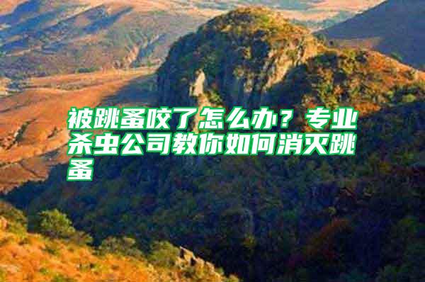 被跳蚤咬了怎么辦？專業殺蟲公司教你如何消滅跳蚤