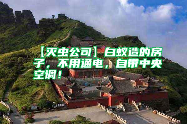 【滅蟲公司】白蟻造的房子，不用通電，自帶中央空調！
