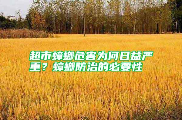 超市蟑螂危害為何日益嚴重？蟑螂防治的必要性