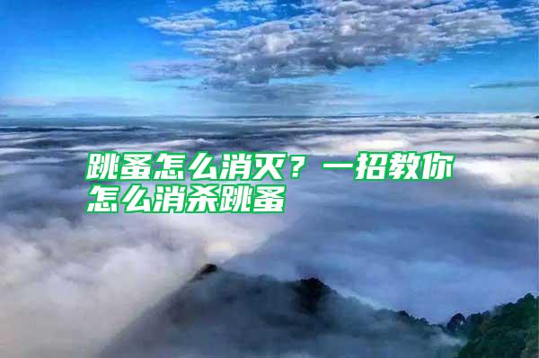 跳蚤怎么消滅？一招教你怎么消殺跳蚤