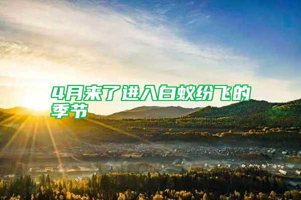 4月來了進入白蟻紛飛的季節(jié)