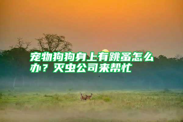 寵物狗狗身上有跳蚤怎么辦？滅蟲公司來(lái)幫忙