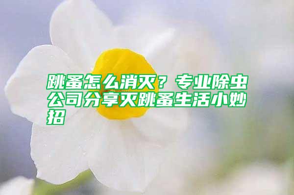 跳蚤怎么消滅？專業除蟲公司分享滅跳蚤生活小妙招