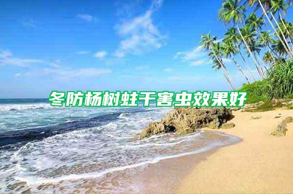 冬防楊樹(shù)蛀干害蟲(chóng)效果好