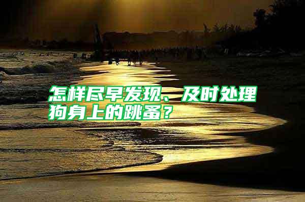 怎樣盡早發(fā)現(xiàn)、及時處理狗身上的跳蚤？
