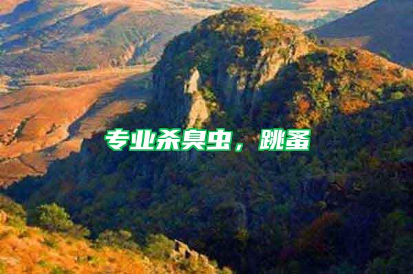 專業殺臭蟲，跳蚤