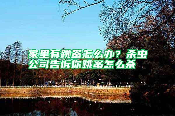 家里有跳蚤怎么辦？殺蟲公司告訴你跳蚤怎么殺
