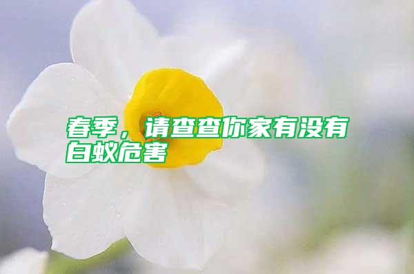 春季，請查查你家有沒有白蟻危害