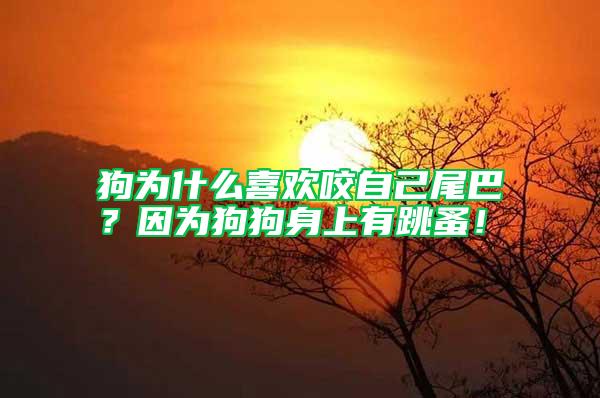 狗為什么喜歡咬自己尾巴？因?yàn)楣饭飞砩嫌刑椋?/></p>
             <p style=