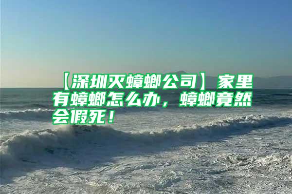 【深圳滅蟑螂公司】家里有蟑螂怎么辦，蟑螂竟然會假死！