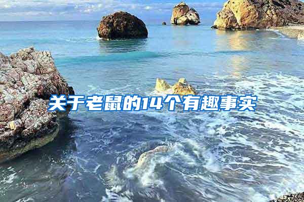 關(guān)于老鼠的14個有趣事實(shí)