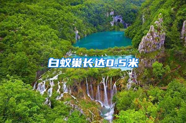 白蟻巢長達(dá)0.5米