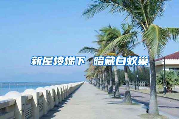 新屋樓梯下 暗藏白蟻巢