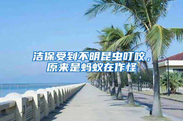潔保受到不明昆蟲叮咬，原來是螞蟻在作怪