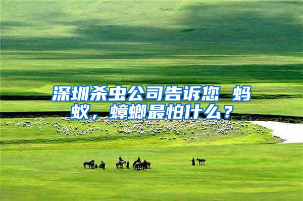 深圳殺蟲(chóng)公司告訴您 螞蟻，蟑螂最怕什么？