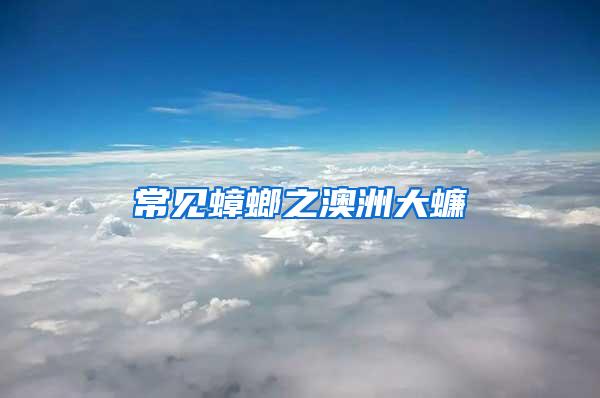 常見(jiàn)蟑螂之澳洲大蠊