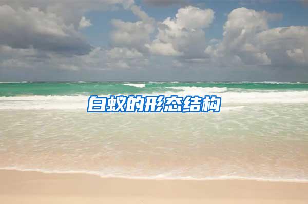 白蟻的形態結構
