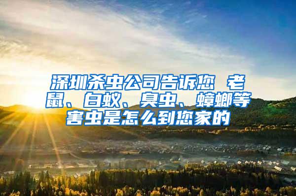 深圳殺蟲公司告訴您 老鼠、白蟻、臭蟲、蟑螂等害蟲是怎么到您家的