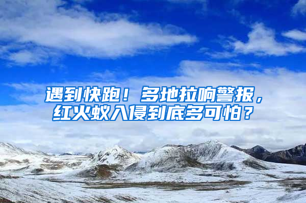 遇到快跑！多地拉響警報，紅火蟻入侵到底多可怕？