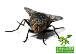 蒼蠅亂飛遭查封，食品加工行業該如何滅蠅？