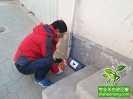 老鼠怎么殺？滅鼠公司有辦法