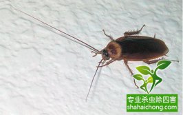 蟑螂這么強(qiáng)，怎樣才能徹底消滅蟑螂？