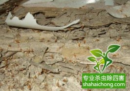 深圳白蟻防治白蟻對農(nóng)作物、林木及園藝作物的危害