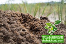 深圳白蟻防治：預(yù)防為主、防治結(jié)合、綜合治理
