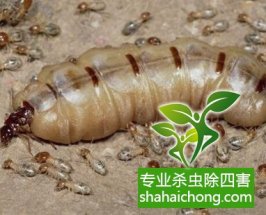 深圳白蟻防治白蟻來(lái)襲，房門咬出個(gè)大窟窿