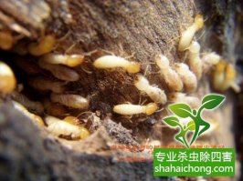 深圳白蟻防治傳統(tǒng)防治技術(shù)