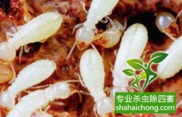 深圳白蟻防治白蟻生生把小區(qū)里一棵大樹給吃空了 應(yīng)及時聯(lián)系防治