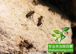 深圳白蟻防治公司帶您認(rèn)識(shí)白蟻