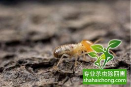 深圳白蟻防治；現(xiàn)在滅白蟻?zhàn)詈脮r(shí)機(jī)