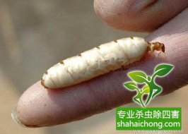 深圳白蟻防治：裝修過程中進(jìn)行白蟻預(yù)防