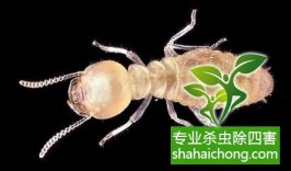 深圳白蟻防治公司解析裝修白蟻防治要點(diǎn)