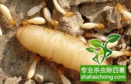 深圳白蟻防治公司：實(shí)木家具預(yù)防白蟻